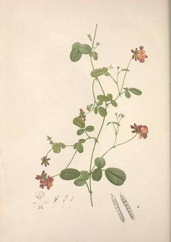 Reproducción/Reproduction 49499468981: Jardin de la Malmaison. A Paris :De l'imprimerie de Crapelet, et se trouve chez l'auteur ...,1803-1804.. 