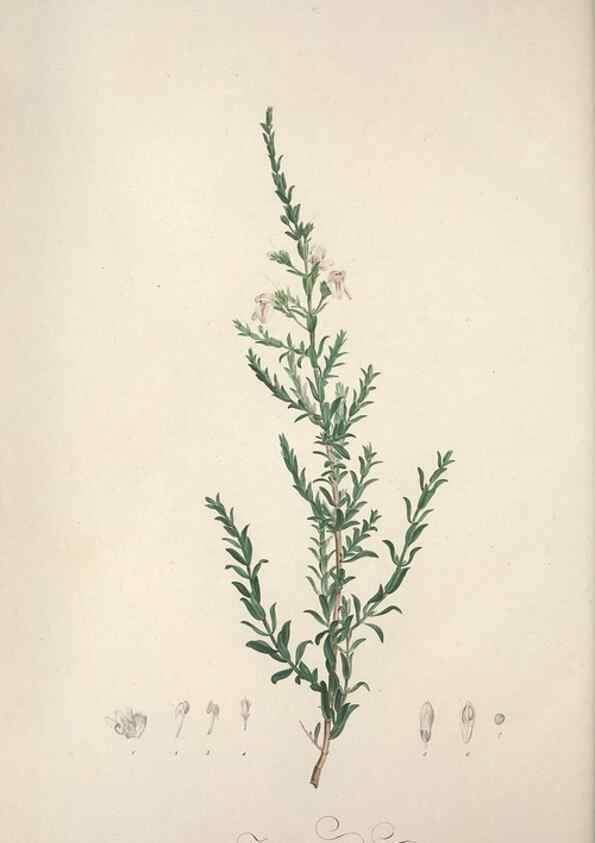 Reproducción/Reproduction 49498877313: Jardin de la Malmaison. A Paris :De l'imprimerie de Crapelet, et se trouve chez l'auteur ...,1803-1804.. 