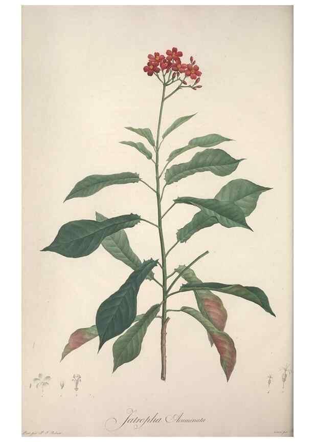Reproducción/Reproduction 49499601482: Jardin de la Malmaison. A Paris :De l'imprimerie de Crapelet, et se trouve chez l'auteur ...,1803-1804.. 