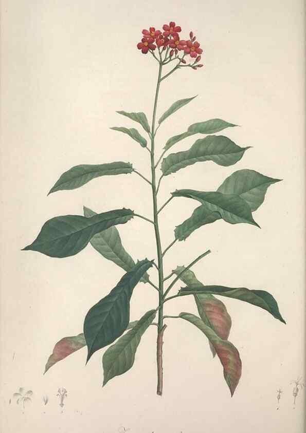 Reproducción/Reproduction 49499601482: Jardin de la Malmaison. A Paris :De l'imprimerie de Crapelet, et se trouve chez l'auteur ...,1803-1804.. 