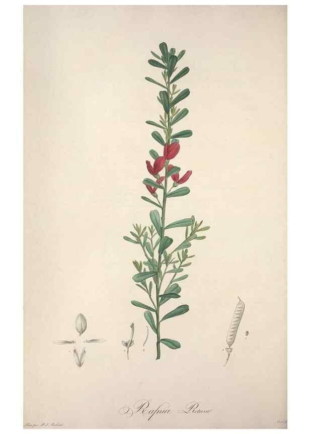 Reproducción/Reproduction 49498877898: Jardin de la Malmaison. A Paris :De l'imprimerie de Crapelet, et se trouve chez l'auteur ...,1803-1804.. 