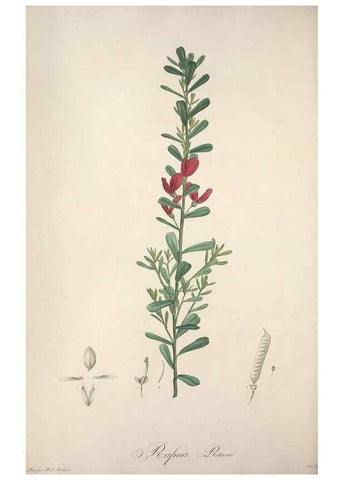 Reproducción/Reproduction 49498877898: Jardin de la Malmaison. A Paris :De l'imprimerie de Crapelet, et se trouve chez l'auteur ...,1803-1804.. 