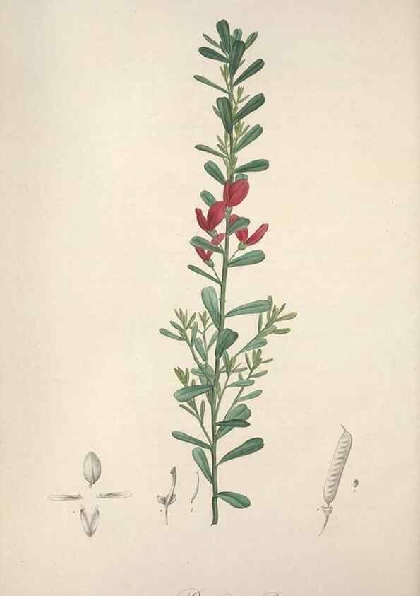 Reproducción/Reproduction 49498877898: Jardin de la Malmaison. A Paris :De l'imprimerie de Crapelet, et se trouve chez l'auteur ...,1803-1804.. 