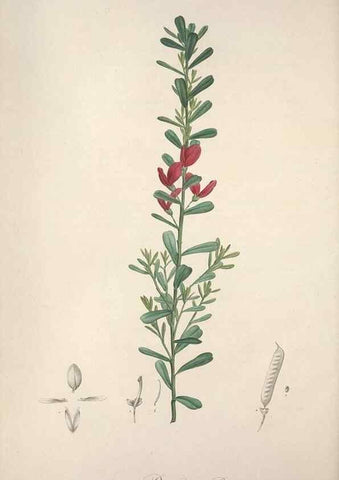 Reproducción/Reproduction 49498877898: Jardin de la Malmaison. A Paris :De l'imprimerie de Crapelet, et se trouve chez l'auteur ...,1803-1804.. 