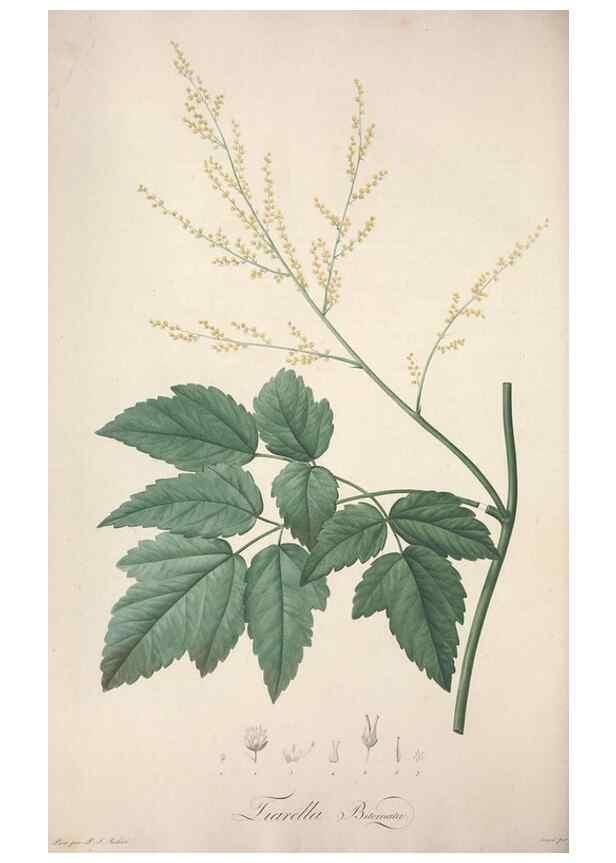Reproducción/Reproduction 49499602042: Jardin de la Malmaison. A Paris :De l'imprimerie de Crapelet, et se trouve chez l'auteur ...,1803-1804.. 