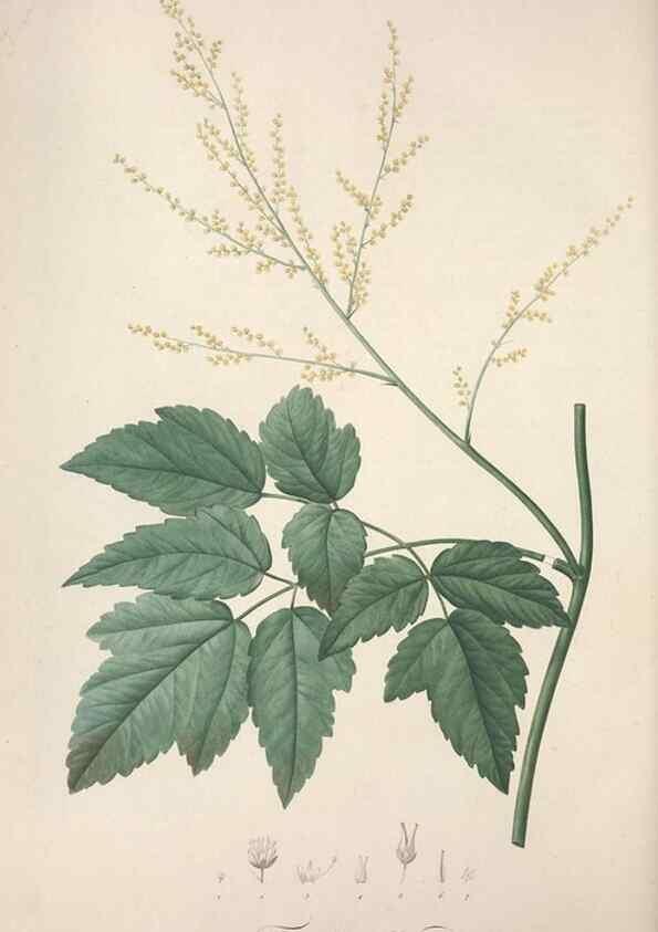 Reproducción/Reproduction 49499602042: Jardin de la Malmaison. A Paris :De l'imprimerie de Crapelet, et se trouve chez l'auteur ...,1803-1804.. 