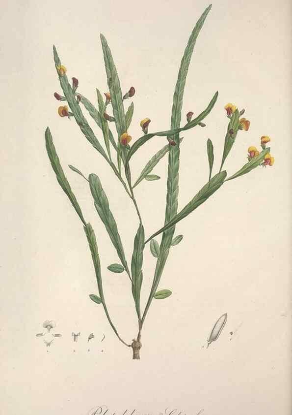 Reproducción/Reproduction 49499377751: Jardin de la Malmaison. A Paris :De l'imprimerie de Crapelet, et se trouve chez l'auteur ...,1803-1804.. 