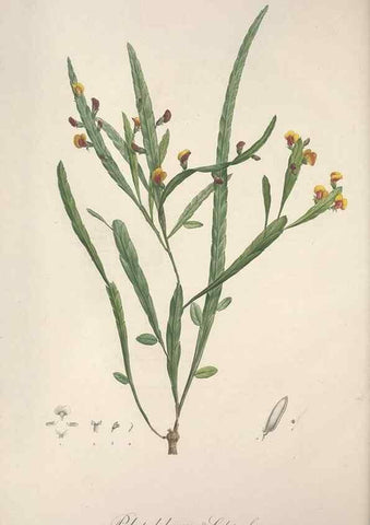 Reproducción/Reproduction 49499377751: Jardin de la Malmaison. A Paris :De l'imprimerie de Crapelet, et se trouve chez l'auteur ...,1803-1804.. 