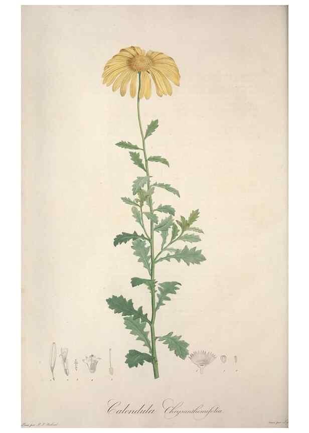 Reproducción/Reproduction 49499378081: Jardin de la Malmaison. A Paris :De l'imprimerie de Crapelet, et se trouve chez l'auteur ...,1803-1804.. 