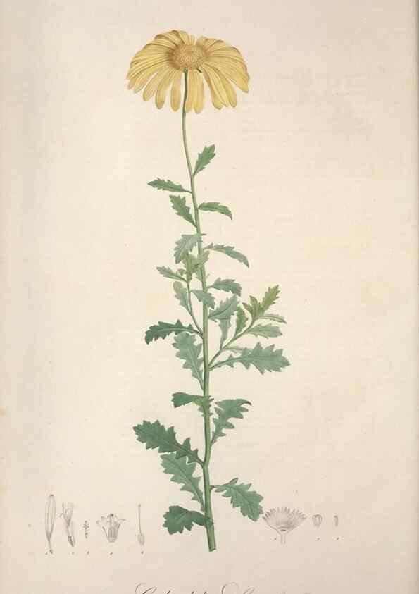 Reproducción/Reproduction 49499378081: Jardin de la Malmaison. A Paris :De l'imprimerie de Crapelet, et se trouve chez l'auteur ...,1803-1804.. 