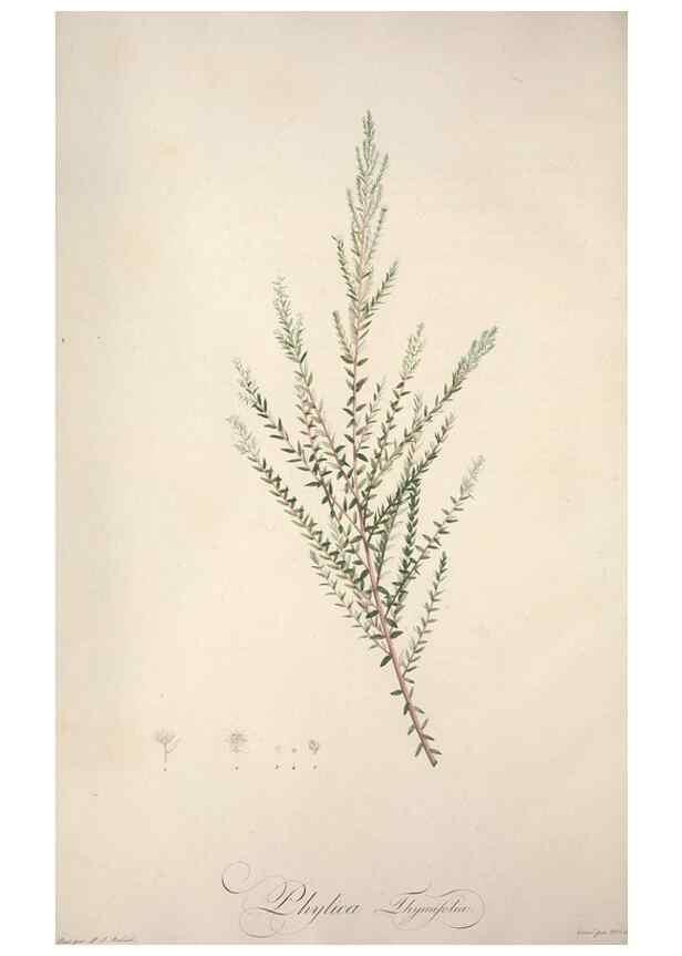 Reproducción/Reproduction 49499602922: Jardin de la Malmaison. A Paris :De l'imprimerie de Crapelet, et se trouve chez l'auteur ...,1803-1804.. 