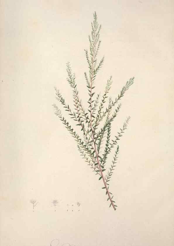 Reproducción/Reproduction 49499602922: Jardin de la Malmaison. A Paris :De l'imprimerie de Crapelet, et se trouve chez l'auteur ...,1803-1804.. 