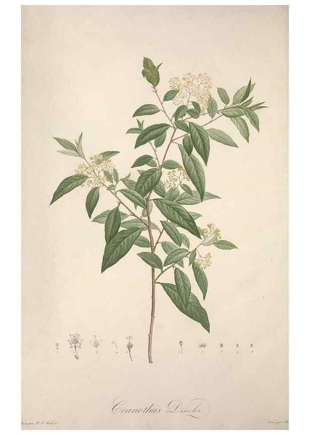 Reproducción/Reproduction 49498879253: Jardin de la Malmaison. A Paris :De l'imprimerie de Crapelet, et se trouve chez l'auteur ...,1803-1804.. 