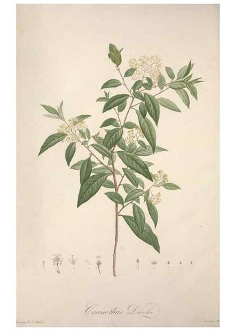 Reproducción/Reproduction 49498879253: Jardin de la Malmaison. A Paris :De l'imprimerie de Crapelet, et se trouve chez l'auteur ...,1803-1804.. 