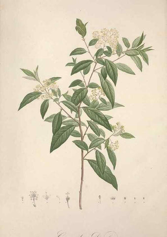 Reproducción/Reproduction 49498879253: Jardin de la Malmaison. A Paris :De l'imprimerie de Crapelet, et se trouve chez l'auteur ...,1803-1804.. 