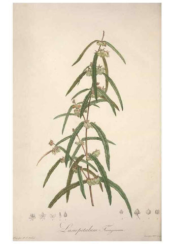 Reproducción/Reproduction 49499379091: Jardin de la Malmaison. A Paris :De l'imprimerie de Crapelet, et se trouve chez l'auteur ...,1803-1804.. 