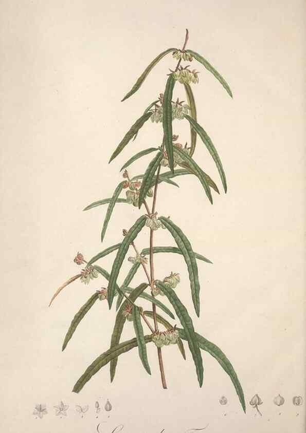 Reproducción/Reproduction 49499379091: Jardin de la Malmaison. A Paris :De l'imprimerie de Crapelet, et se trouve chez l'auteur ...,1803-1804.. 
