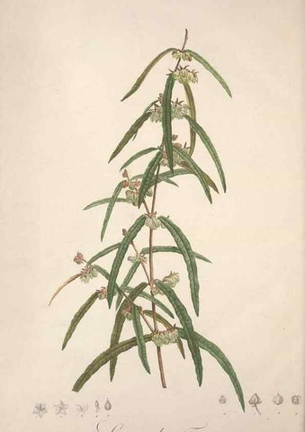 Reproducción/Reproduction 49499379091: Jardin de la Malmaison. A Paris :De l'imprimerie de Crapelet, et se trouve chez l'auteur ...,1803-1804.. 