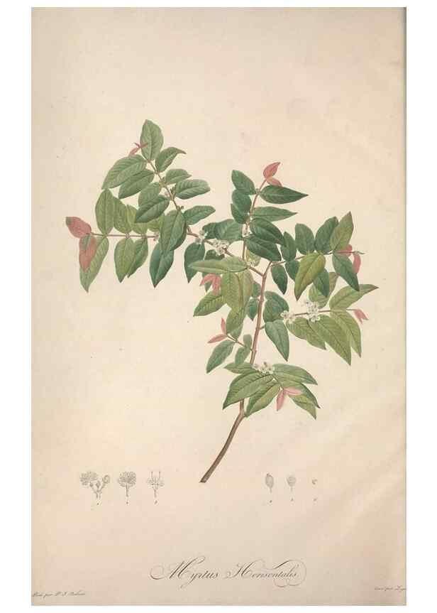 Reproducción/Reproduction 49499379411: Jardin de la Malmaison. A Paris :De l'imprimerie de Crapelet, et se trouve chez l'auteur ...,1803-1804.. 