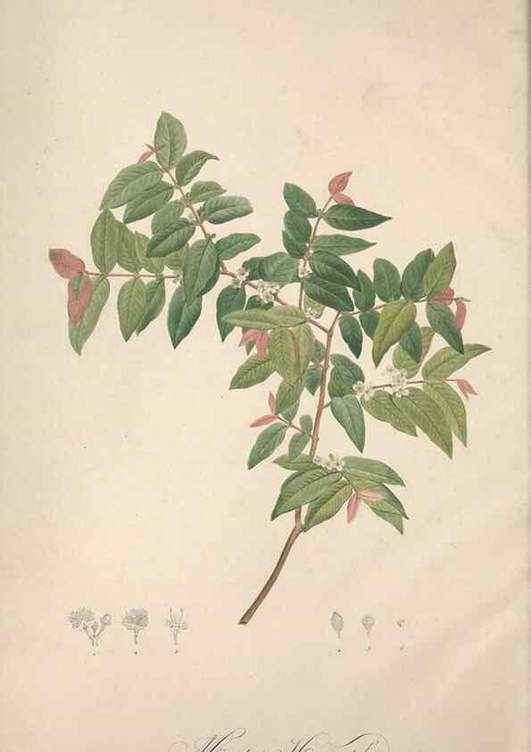 Reproducción/Reproduction 49499379411: Jardin de la Malmaison. A Paris :De l'imprimerie de Crapelet, et se trouve chez l'auteur ...,1803-1804.. 