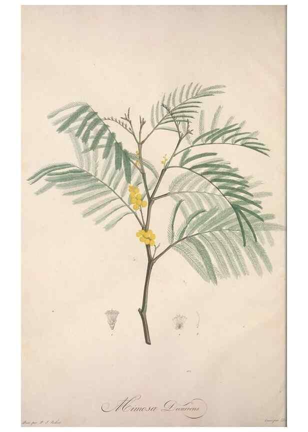 Reproducción/Reproduction 49499460196: Jardin de la Malmaison. A Paris :De l'imprimerie de Crapelet, et se trouve chez l'auteur ...,1803-1804.. 