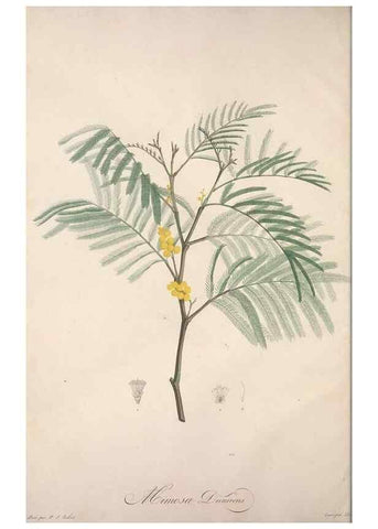 Reproducción/Reproduction 49499460196: Jardin de la Malmaison. A Paris :De l'imprimerie de Crapelet, et se trouve chez l'auteur ...,1803-1804.. 