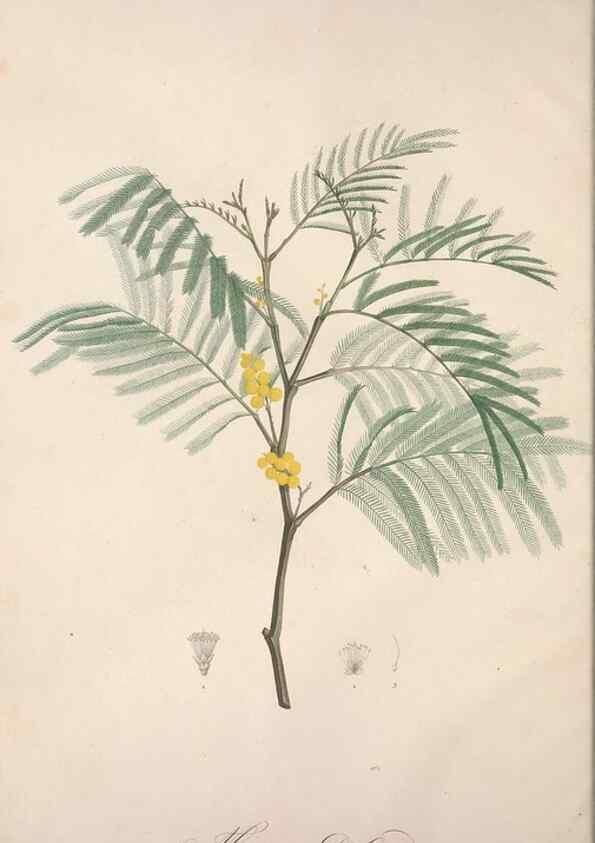 Reproducción/Reproduction 49499460196: Jardin de la Malmaison. A Paris :De l'imprimerie de Crapelet, et se trouve chez l'auteur ...,1803-1804.. 