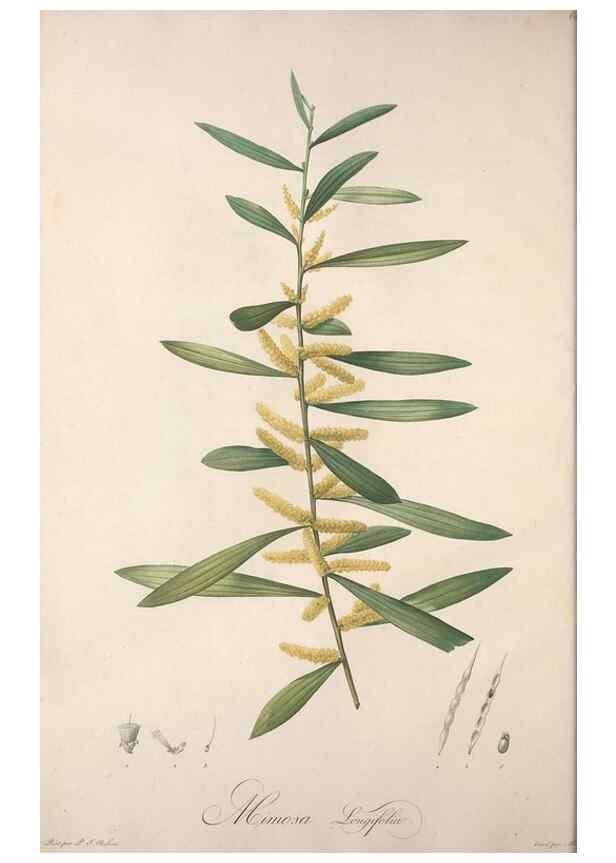 Reproducción/Reproduction 49499684227: Jardin de la Malmaison. A Paris :De l'imprimerie de Crapelet, et se trouve chez l'auteur ...,1803-1804.. 