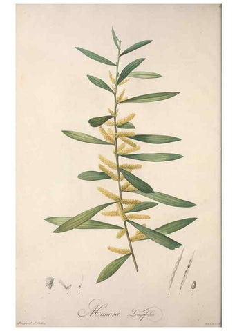 Reproducción/Reproduction 49499684227: Jardin de la Malmaison. A Paris :De l'imprimerie de Crapelet, et se trouve chez l'auteur ...,1803-1804.. 