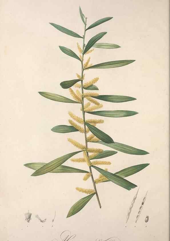 Reproducción/Reproduction 49499684227: Jardin de la Malmaison. A Paris :De l'imprimerie de Crapelet, et se trouve chez l'auteur ...,1803-1804.. 