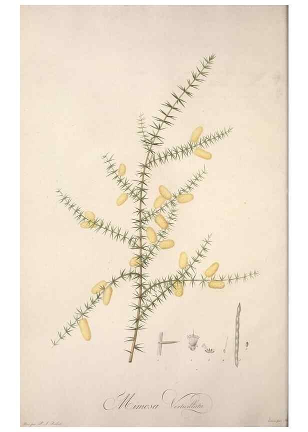 Reproducción/Reproduction 49499684427: Jardin de la Malmaison. A Paris :De l'imprimerie de Crapelet, et se trouve chez l'auteur ...,1803-1804.. 