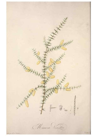 Reproducción/Reproduction 49499684427: Jardin de la Malmaison. A Paris :De l'imprimerie de Crapelet, et se trouve chez l'auteur ...,1803-1804.. 