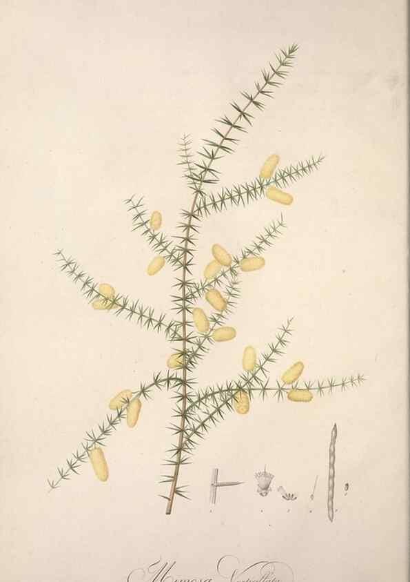 Reproducción/Reproduction 49499684427: Jardin de la Malmaison. A Paris :De l'imprimerie de Crapelet, et se trouve chez l'auteur ...,1803-1804.. 