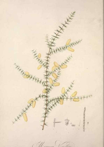 Reproducción/Reproduction 49499684427: Jardin de la Malmaison. A Paris :De l'imprimerie de Crapelet, et se trouve chez l'auteur ...,1803-1804.. 