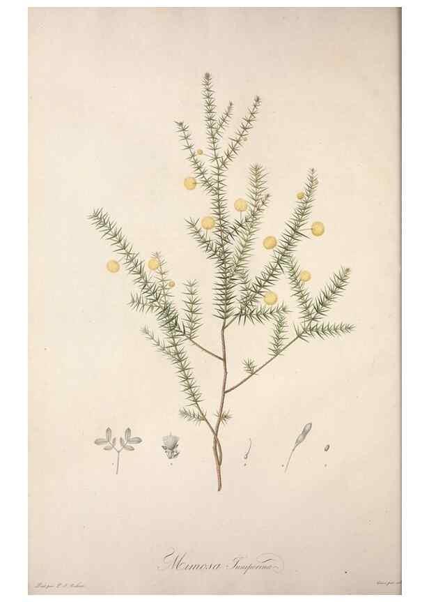 Reproducción/Reproduction 49498962023: Jardin de la Malmaison. A Paris :De l'imprimerie de Crapelet, et se trouve chez l'auteur ...,1803-1804.. 