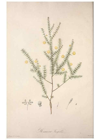 Reproducción/Reproduction 49498962023: Jardin de la Malmaison. A Paris :De l'imprimerie de Crapelet, et se trouve chez l'auteur ...,1803-1804.. 