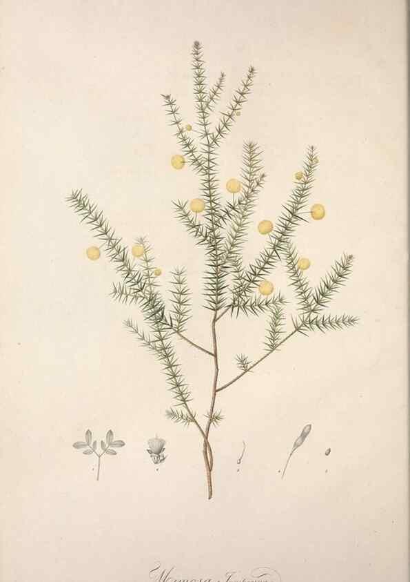 Reproducción/Reproduction 49498962023: Jardin de la Malmaison. A Paris :De l'imprimerie de Crapelet, et se trouve chez l'auteur ...,1803-1804.. 
