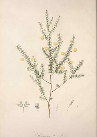 Reproducción/Reproduction 49498962023: Jardin de la Malmaison. A Paris :De l'imprimerie de Crapelet, et se trouve chez l'auteur ...,1803-1804.. 