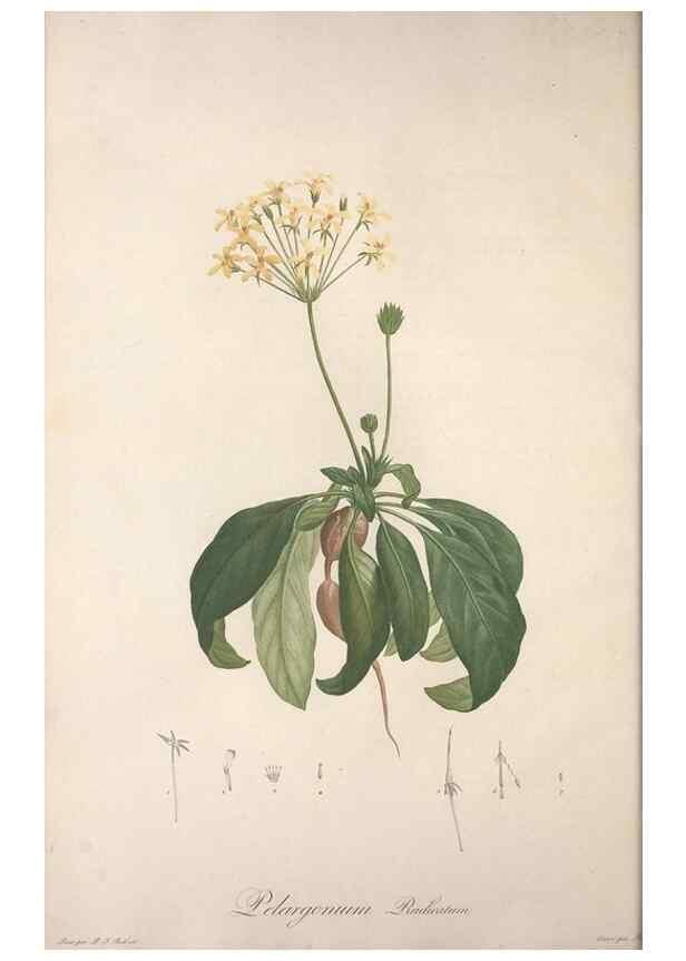 Reproducción/Reproduction 49498962208: Jardin de la Malmaison. A Paris :De l'imprimerie de Crapelet, et se trouve chez l'auteur ...,1803-1804.. 