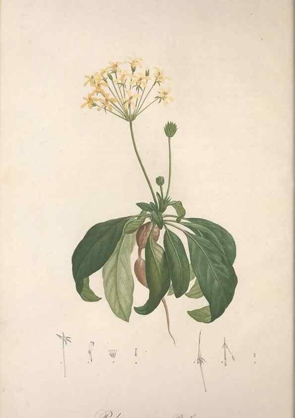 Reproducción/Reproduction 49498962208: Jardin de la Malmaison. A Paris :De l'imprimerie de Crapelet, et se trouve chez l'auteur ...,1803-1804.. 