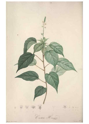 Reproducción/Reproduction 49498877078: Jardin de la Malmaison. A Paris :De l'imprimerie de Crapelet, et se trouve chez l'auteur ...,1803-1804.. 