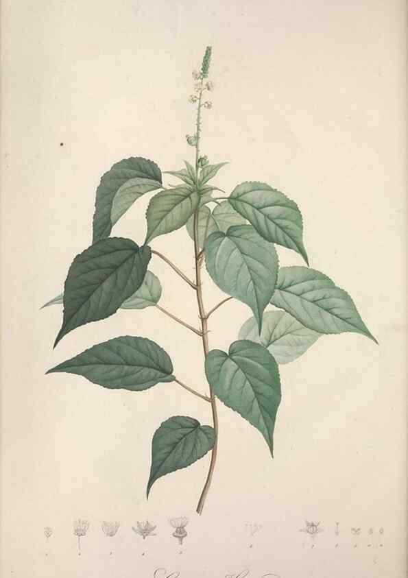 Reproducción/Reproduction 49498877078: Jardin de la Malmaison. A Paris :De l'imprimerie de Crapelet, et se trouve chez l'auteur ...,1803-1804.. 
