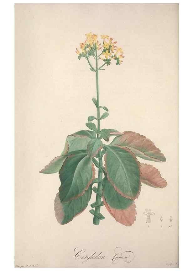 Reproducción/Reproduction 49498876793: Jardin de la Malmaison. A Paris :De l'imprimerie de Crapelet, et se trouve chez l'auteur ...,1803-1804.. 