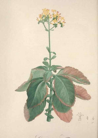 Reproducción/Reproduction 49498876793: Jardin de la Malmaison. A Paris :De l'imprimerie de Crapelet, et se trouve chez l'auteur ...,1803-1804.. 