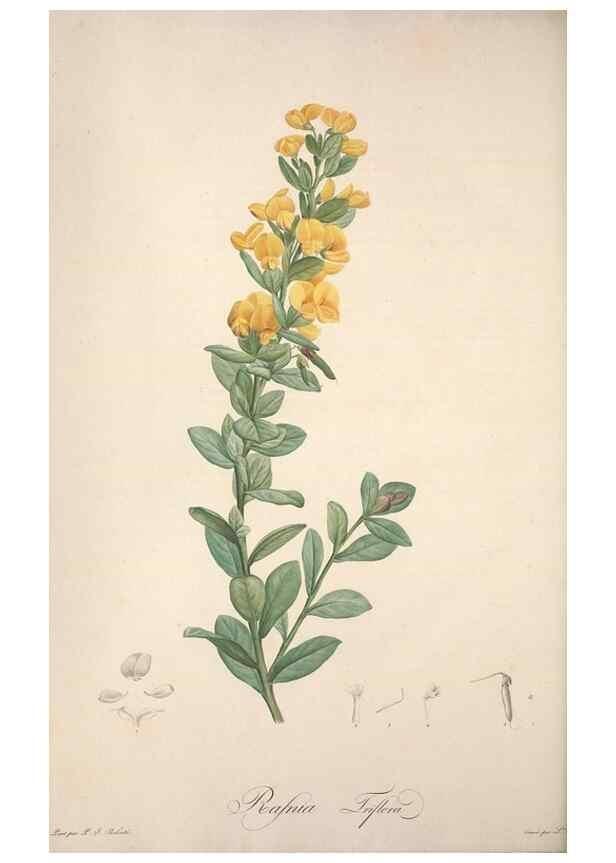 Reproducción/Reproduction 49498876508: Jardin de la Malmaison. A Paris :De l'imprimerie de Crapelet, et se trouve chez l'auteur ...,1803-1804.. 