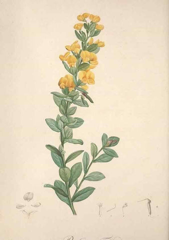 Reproducción/Reproduction 49498876508: Jardin de la Malmaison. A Paris :De l'imprimerie de Crapelet, et se trouve chez l'auteur ...,1803-1804.. 