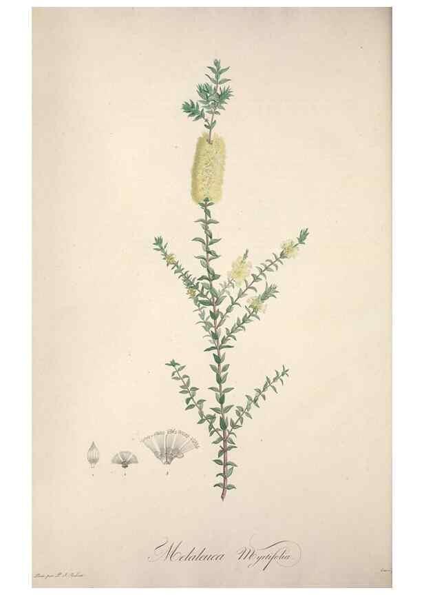 Reproducción/Reproduction 49498876228: Jardin de la Malmaison. A Paris :De l'imprimerie de Crapelet, et se trouve chez l'auteur ...,1803-1804.. 