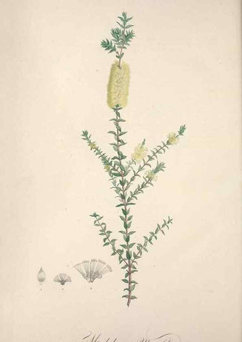 Reproducción/Reproduction 49498876228: Jardin de la Malmaison. A Paris :De l'imprimerie de Crapelet, et se trouve chez l'auteur ...,1803-1804.. 
