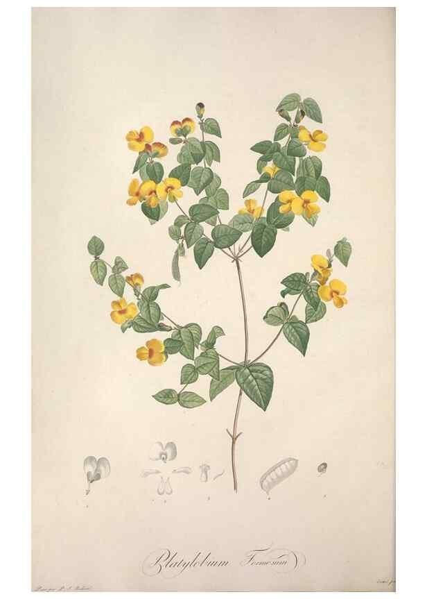 Reproducción/Reproduction 49499595252: Jardin de la Malmaison. A Paris :De l'imprimerie de Crapelet, et se trouve chez l'auteur ...,1803-1804.. 