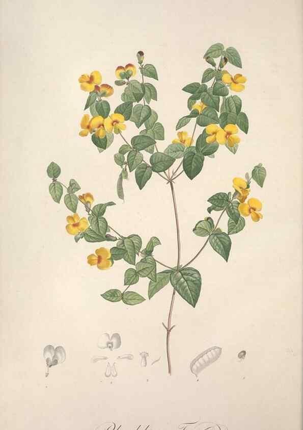 Reproducción/Reproduction 49499595252: Jardin de la Malmaison. A Paris :De l'imprimerie de Crapelet, et se trouve chez l'auteur ...,1803-1804.. 